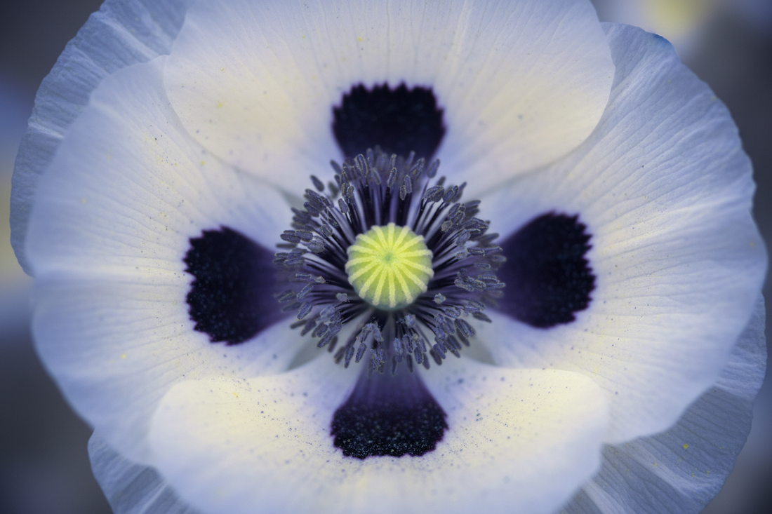 Full Spectrum Cameras for Plant and Botanical Photography — UV Reveals Hidden Patterns on Flowers